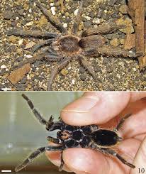 Image result for Dolichopentas