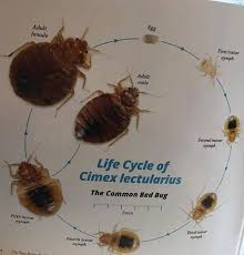 Because bed bugs are infamously difficult to eradicate, it is critical that you know how to spot a bed bug infestation by calling a pest professional. Part Two Life Cycle Of A Bed Elite Pest Control Ltd Facebook