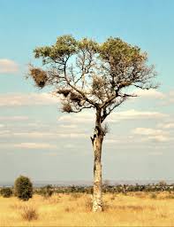 Image result for Balanites maughamii