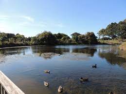 duck pond auckland botanic gardens manurewa auckland new zealand 6th april 2014 duck pond new zealand auckland new zealand