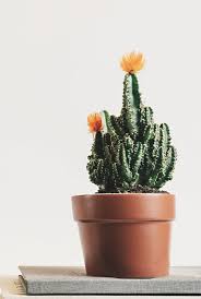Always wear gloves when handling cactus!!! Fairy Castle Cactus Cactus Types Fairy Castle Cactus Cactus Care