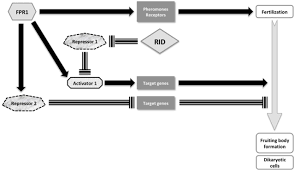 Copyright ibm corporation and gtd solution inc. A Rid Like Cytosine Methyltransferase Homologue Controls Sexual Development In The Fungus Podospora Anserina Biorxiv