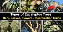 Image result