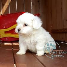 Check spelling or type a new query. Maltipoo Puppies For Sale Maltipoo Puppy Breeders Maltipoo Alabama