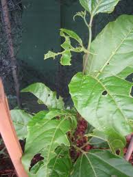 How to propagate succulents from cuttings and leaves. Forum Are Passionfruit Leaves That Delicious