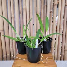 Image result for Pycnostachys coerulea