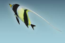 Manfish 3D Model $44 - .unknown .fbx .ma .obj - Free3D