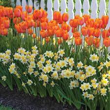 Perfect Pairs Tulip Dordogne And Narcissus Golden Echo Tulips Arrangement Plants Flower Garden