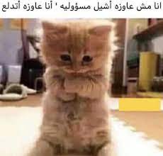pin by samar anan on نكت funny arabic quotes funny picture jokes funny qoutes