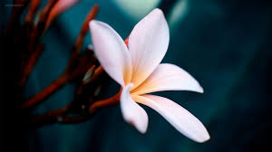 17 Hd Wallpapers 1920x1080 Nature Flowers Basty Wallpaper Download, share or upload your own one! basty wallpaper
