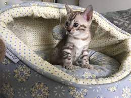 Maybe you would like to learn more about one of these? Cattery Reginamur 837 Selmer Rd Philadelphia Pa 19116 Usa