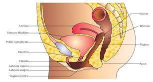 Reviewreview • what are the parts of the male reproductive system? Human Reproduction Chapter 3 Class 12 Biology