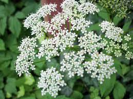 Herbs with purple herbs are not only beautiful, but they can also be put to so many other uses in the home. Lacy White Flower 2 White Flowers Herbs Flowers