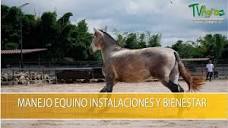 Manejo Equino Instalaciones y Bienestar- TvAgro por Juan Gonzalo ...