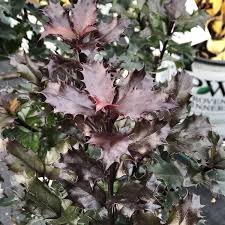Ilex X Meser. Heckenstar Holly - Blue, Castle Wall Pollinator, #3 -  Behmerwald Nursery
