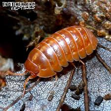 Armadillidium Vulgare Orange Vigor Isopods Underground Reptiles Underground Reptiles Reptiles Pet Hacks