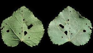 Image result for Pavonia senegalensis