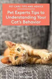 Understanding Your Cat S Behavior In 2020 Cat Behavior Cats Pets