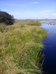 Image result for Oxycaryum