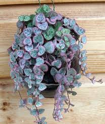 Image result for Ceropegia breviflora