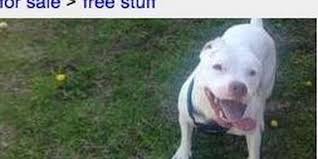 New york bully crew sponsorship club. Why Giving Pets Away On Craigslist Is A Terrible Idea The Dodo