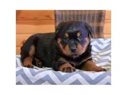 Select the breed and then the search button (located at for hybrid puppies, please search by the predominant breed or the common name for the mix. Rottweiler Puppies Petland Iowa City