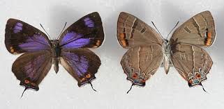 Several methods are employed in integrated pest management alternative agriculture = includes all nontraditional agricultural methods. Did You Know Colorado Has An Official State Insect