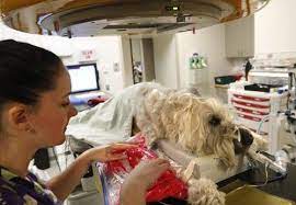 Treatment for primary bone cancer usually includes surgery, chemotherapy and radiation therapy, or a combination of these treatments. Osteosarcoma In Dogs Canine Bone Cancer Symptoms And Treatment