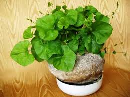 Image result for Kedrostis capensis