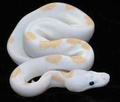 Super Fire Ball Python Ball Python Morphs Ball Python Pretty Snakes