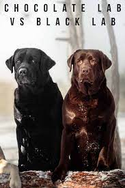 Chocolate Lab Vs Black Lab The Battle Of The Labrador Coats