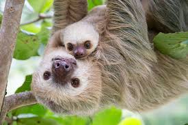 Image result for SLOTH