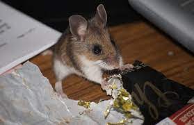 How Can I Get Rid Of The Mice In My House Extension