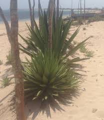 Image result for Stenostelma capense