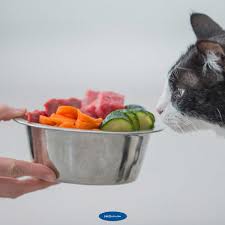 Kedilerin Asla Hayir Diyemedigi Lezzetler En Iyi Konserve Kedi Mamasi Markalari Ve Cesitleri