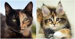 Calico Cats: 5 Fascinating Things You Should Know