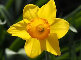 Hillside ha coperto di fiori gialli in primavera. Fiori Gialli Nomi Piante Perenni Nomi Dei Fiori Gialli