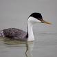 Lafayette Birds! First Sunday Bird Watching — Boulder County Audubon