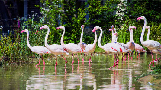 Bundala National Park flamingos painted storks pelicans lagoon UNESCO Ramsar wetland Sri Lanka Hambantota