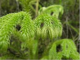 Image result for Lycopodiella caroliniana