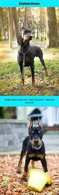 Doberman Pinscher Dobermanpride Dobermanlovers Doberman Dogs Doberman Doberman Pinscher