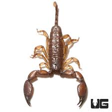 Image result for Scorodophloeus