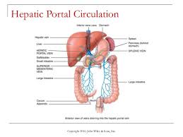 Hepatic portal veins carry the deoxygenated blood from the gastrointestinal tract, gallbladder, pancreas and spleen to the liver. Lecture 8 The Cardiovascular System Blood Vessels And Circulation