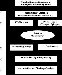 T Cell Vaccine Component Discovery Flow Chart