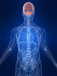 In vertebrates it consists of two main parts, called the central nervous system (cns) and the peripheral nervous system (pns). The Nervous System Nervous System Quizizz
