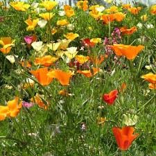 Image result for Eschscholzia