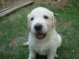 Saka Profil Sayfasi 48 Petozel Com Golden Retriever Retriever Kopek