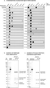 Nasal discharge samples were diluted 1:2 in 1x net (0.1m nacl, 1mm edta, and 10mm tris ph 8.0 then. A Toolbox Of Anti Mouse And Rabbit Igg Secondary Nanobodies Biorxiv