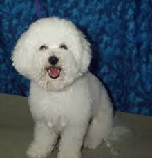 Bichon Smile
