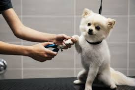 The dog wash, in arlington texas, is the place! Dog Grooming Spa Services Dogtopia Of Lionhead